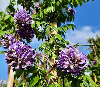 Wisteria frutescens 'Longwood Purple'
