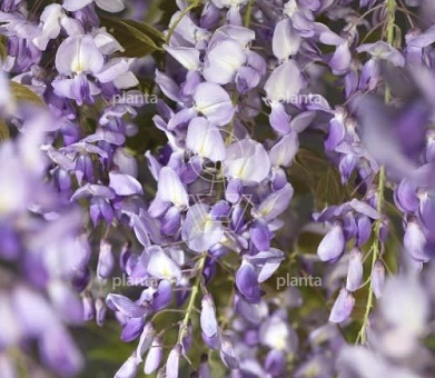 Wisteria sinensis 'Prolific'