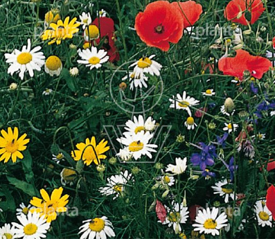 Akkerbloemen Mengsel