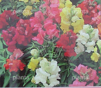 Antirrhinum majus Rainbow Mix