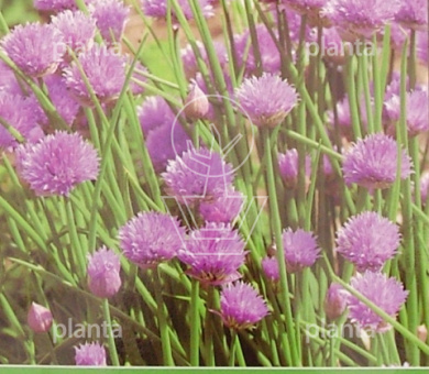 Bieslook / Allium