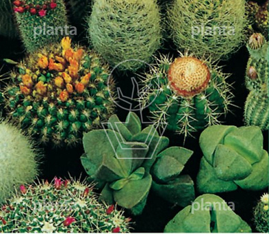 Cactusmengsel