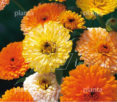 Calendula officinalis Fiesta Gitana