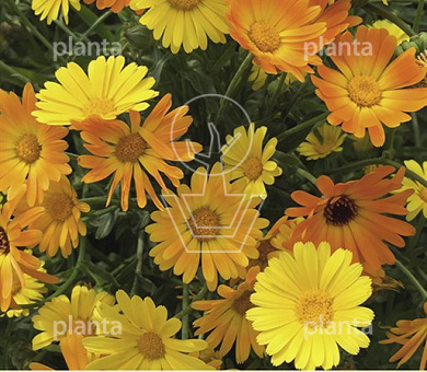 Calendula Simplicity