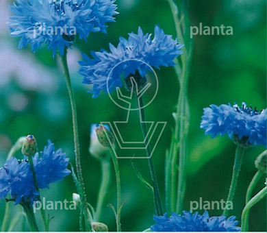 Centaurea cyanus enkele blauw