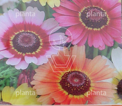 Chrysanthemum car. Rainbow Mix