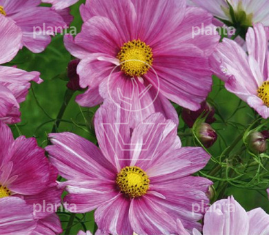 Cosmos Rosetta
