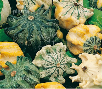 Cucurbita Crown of Thorns