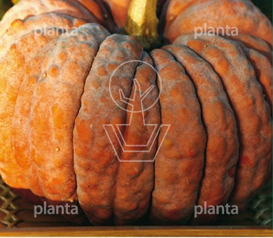 Cucurbita futtsu Black Early