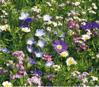 Cupido Randjesbloemen