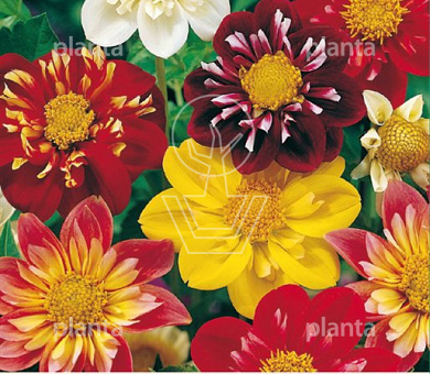 Dahlia 'Dandy'