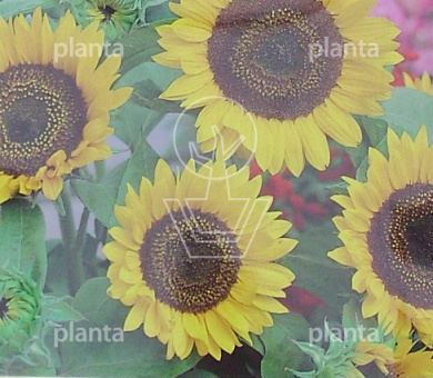 Helianthus a. Domino