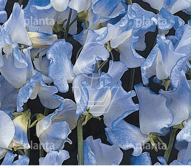 Lathyrus Blue Ripple