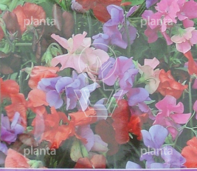 Lathyrus odoratus Bijou