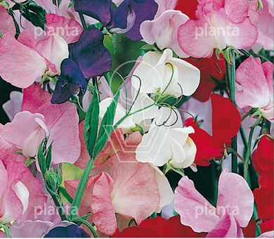 Lathyrus odoratus Royal Mix