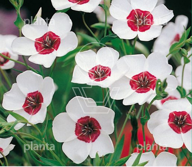 Linum Bright Eyes