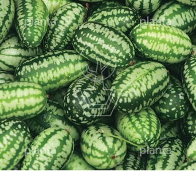 Mex. komkommer zehneria scabra