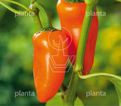 Mini Paprika Oranje Hamik