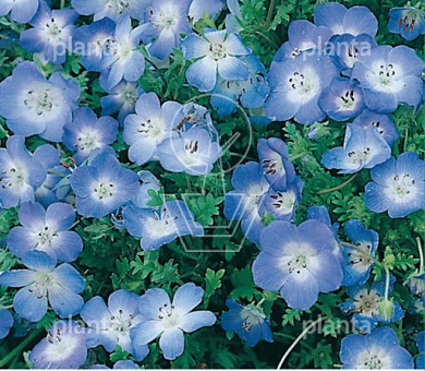 Nemophila Baby Blue Eyes