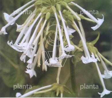 Nicotiana sylvestris