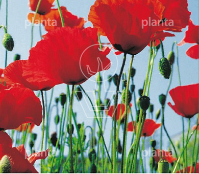 Papaver rhoeas
