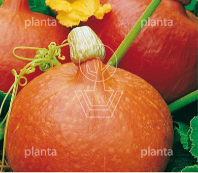 Pompoen Oranje Hokkaido