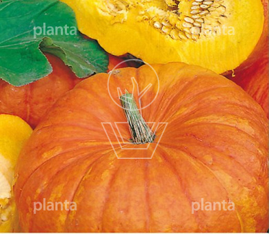 Pompoen Rode van Etampes