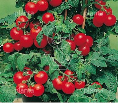 Pottomaat Ruby Red