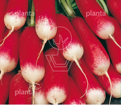 Radijs French Breakfast