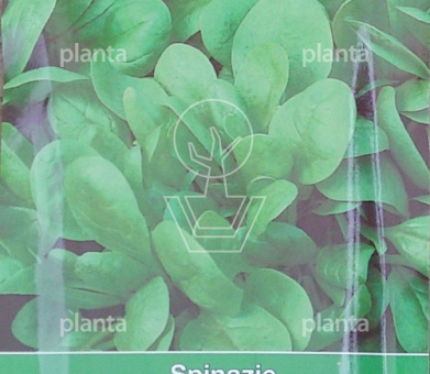 Spinazie Resistoflay, 35 gr.