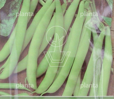 Stamslaboon Modesto, 30 gr.