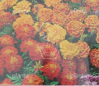 Tagetes patula nana Bonita