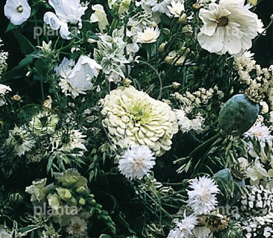 Tuinboeket in Wit en Groen