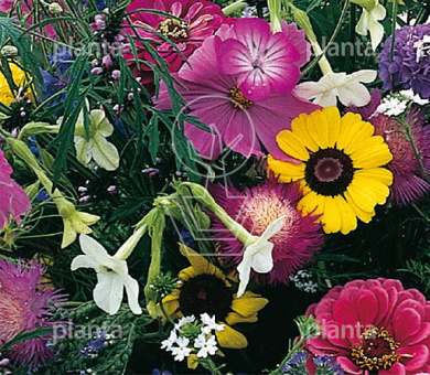 Tuinboeket Vlinders
