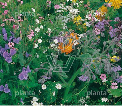 Vlinder en Bijenbloemen mengsel