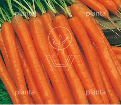 Wortel Amsterdamse Bak 2 Maxi