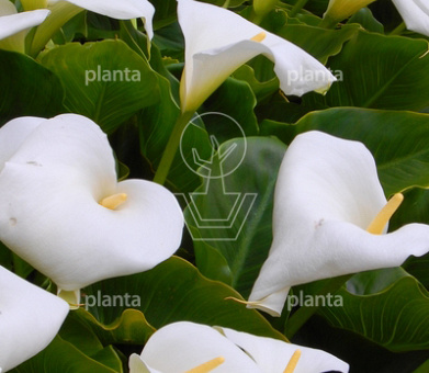 Zantedeschia aethiopica