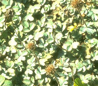 Acaena magellanica