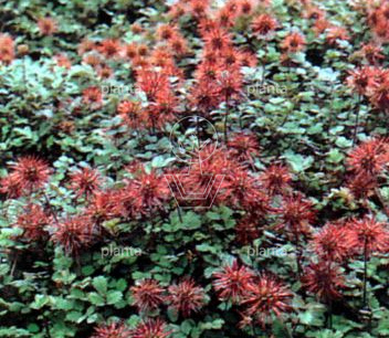 Acaena microphylla