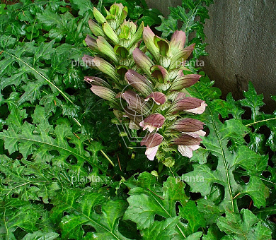 Acanthus hungaricus