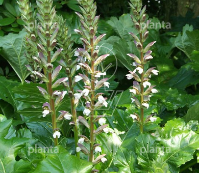Acanthus mollis