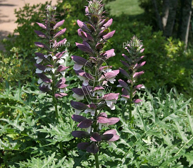 Acanthus spinosus