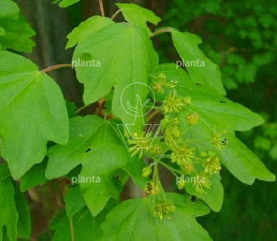 Acer campestre 'Elsrijk'