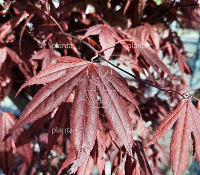Acer palmatum 'Bloodgood'
