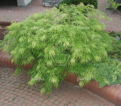 Acer palmatum 'Dissectum'
