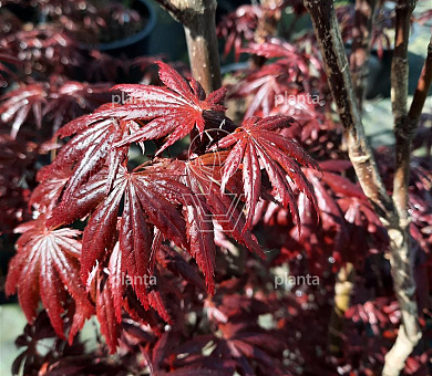 Acer p. 'Fireglow'