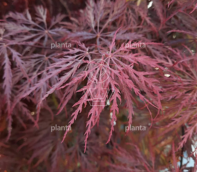 Acer p. 'Garnet'