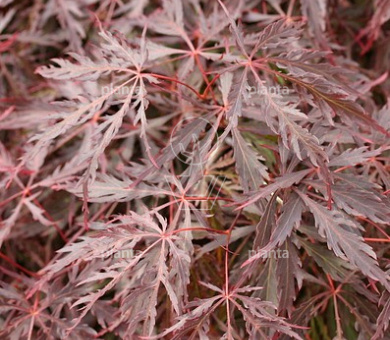 Acer palmatum 'Inaba-shidare'
