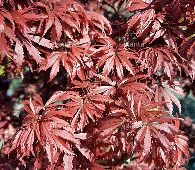 Acer palmatum 'Jerre Schwartz'