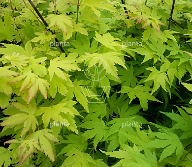 Acer palmatum 'Orange Dream'